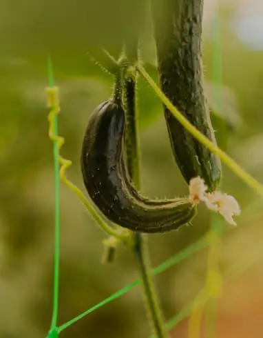 Una foto de uno de nuestros granjeros