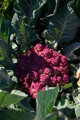 Una foto de uno de nuestros granjeros