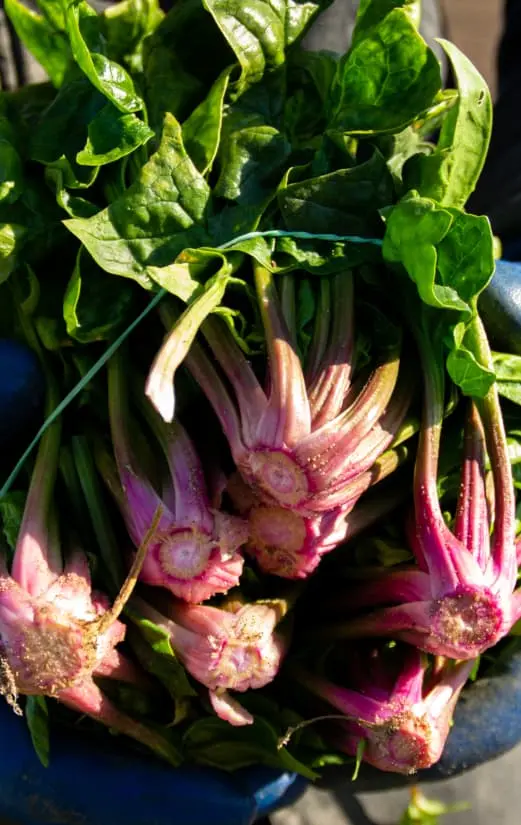 Una foto de uno de nuestros granjeros