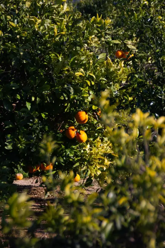 Una foto de uno de nuestros granjeros