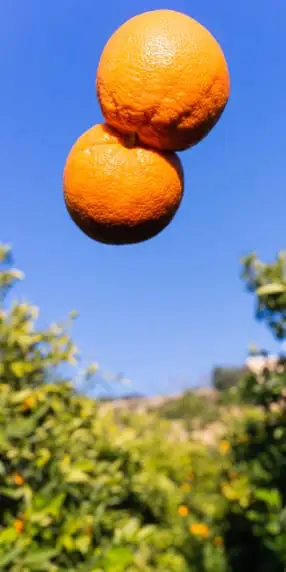 Una foto de uno de nuestros granjeros