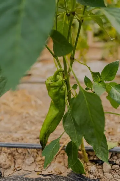 Una foto de uno de nuestros granjeros