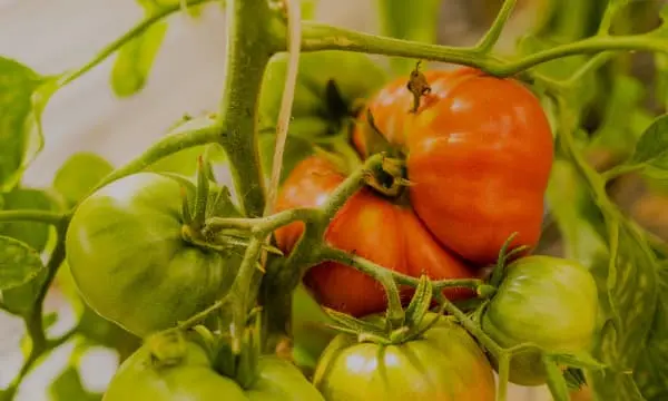 Una foto de uno de nuestros granjeros