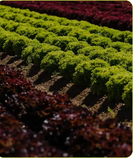 Una foto de uno de nuestros granjeros
