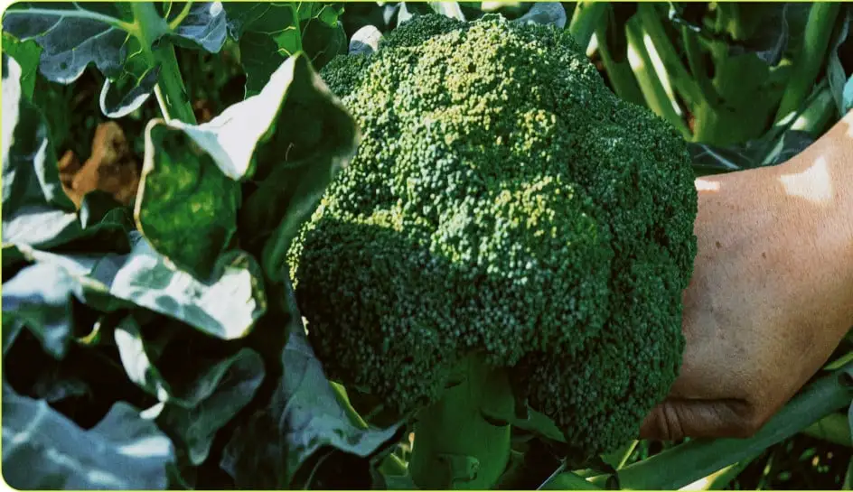 Una foto de uno de nuestros granjeros