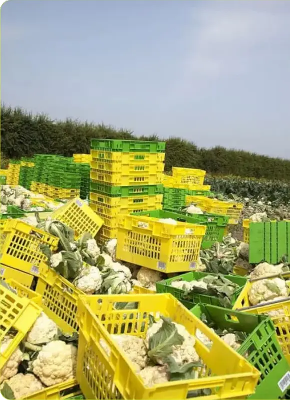 Desperdicio alimentario TALKUAL